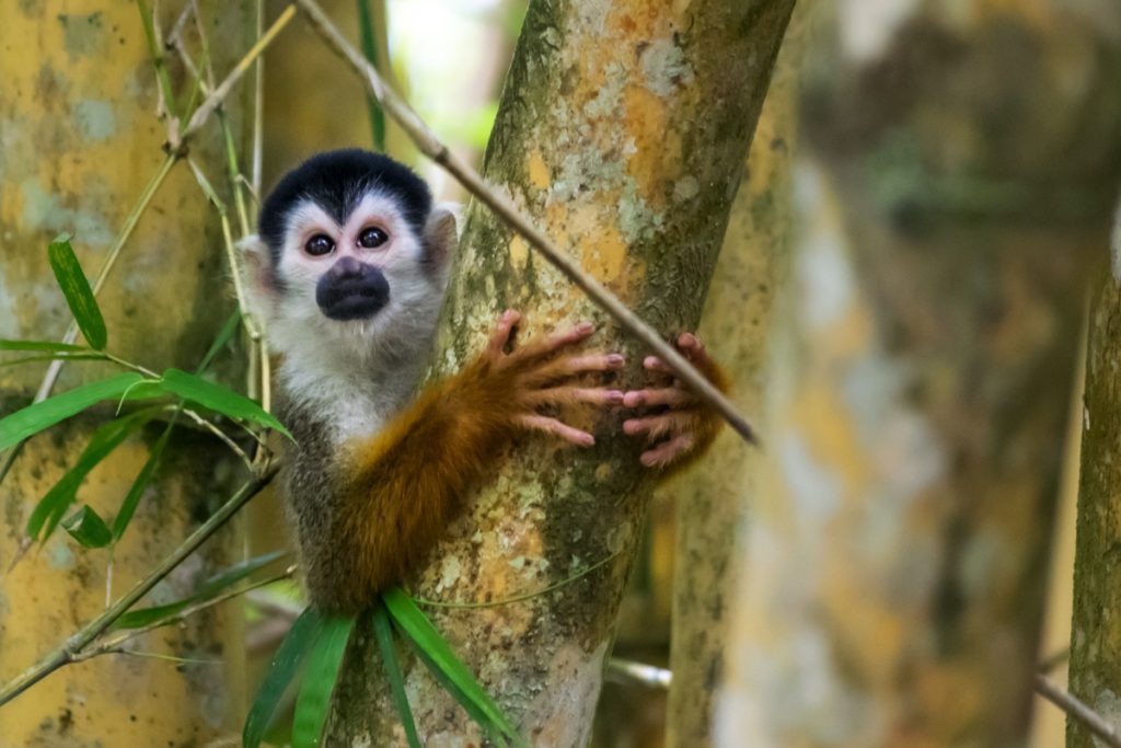 Singe écureuil au Costa Rica