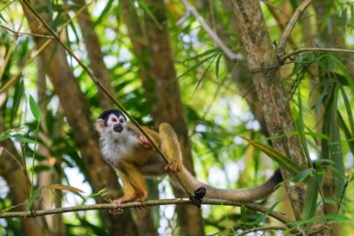 Singe écureuil au Costa Rica