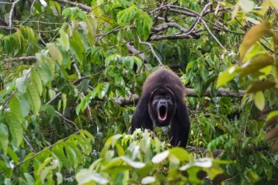 Singe hurleur au Costa Rica