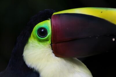 Toucan au Costa Rica