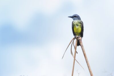 Bird - Rio Sierpe, Costa Rica
