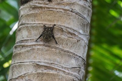 Chauve-souris sur le Rio Sierpe