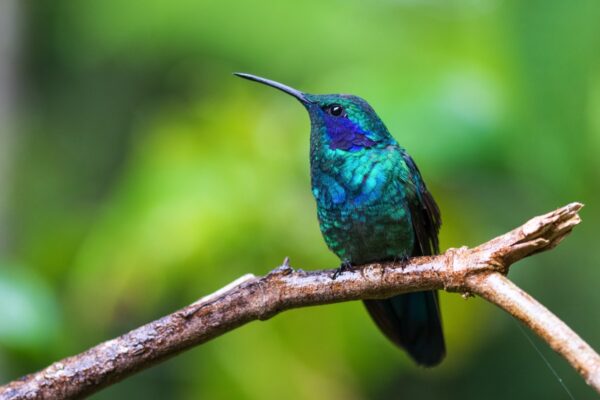 Un colibri au Costa Rica