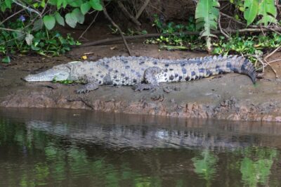 Crocodile sur les rives du Rio Sierpe