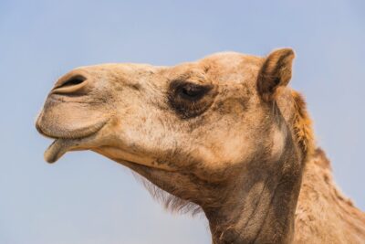 Dromadaire au Bahreïn