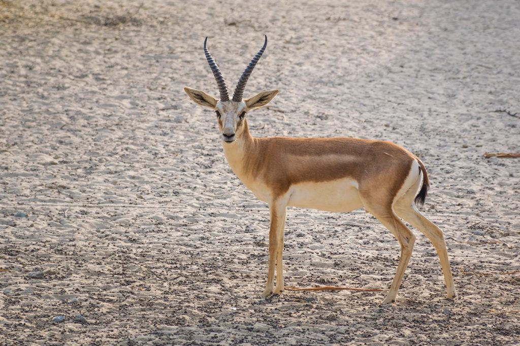 Gazelle au Bahreïn