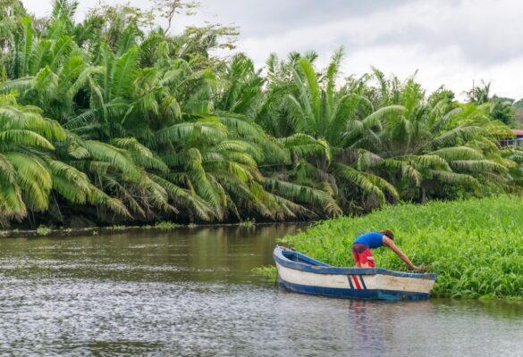 Pêcheur à la nasse sur le Rio Sierpe