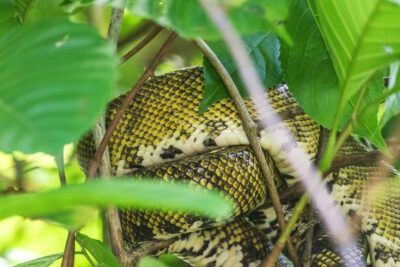 Serpent sur les rives du Rio Sierpe