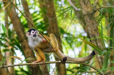 Singe écureuil au Costa Rica