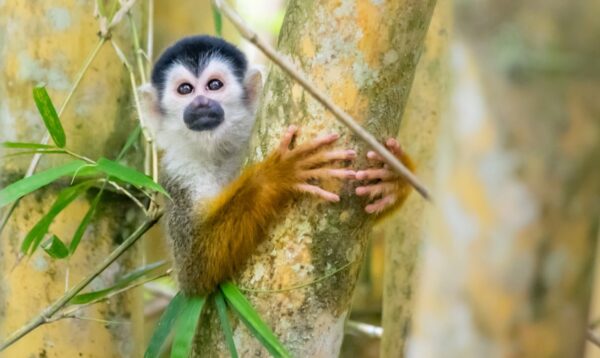 Singe écureuil sur le Rio Sierpe au Costa Rica