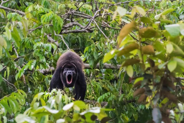 Singe hurleur sur les rives du Rio Sierpe