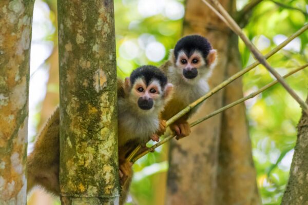 Squirrel monkeys - Rio Sierpe, Costa Rica