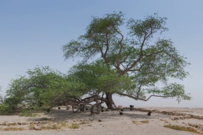 Tree of Life - Bahreïn