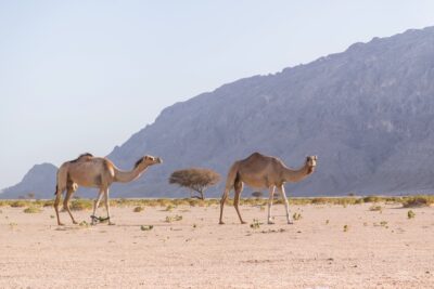 Dromadaires au pied du Jebel Hafeet
