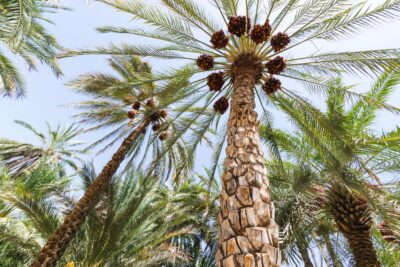 Palmiers dattiers dans l'oasis d'Al Aïn