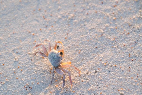 Crabe sur Mnemba Island à marée basse