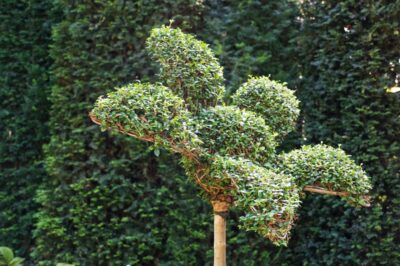 Buisson taillé aux jardins d'Etretat