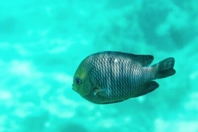 Snorkeling à Zanzibar