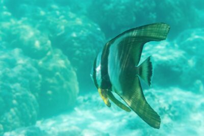 Snorkeling à Mnemba Island