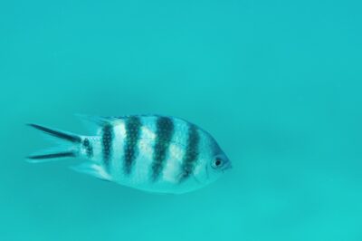 Snorkeling à Zanzibar en Tanzanie