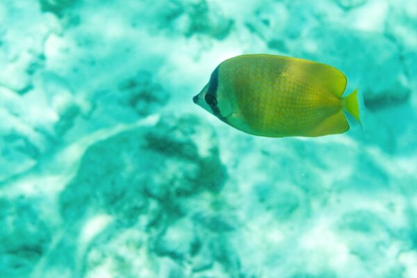 Snorkeling autour de l'île de Mnemba à Zanzibar