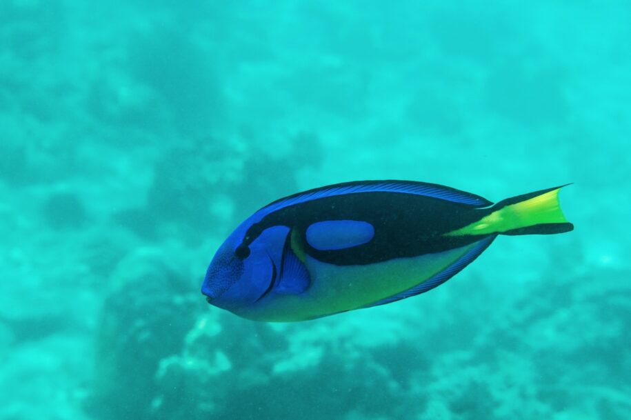 Snorkeling à Zanzibar