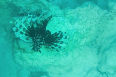 Snorkeling à Zanzibar en Tanzanie