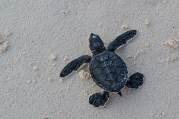 Tortue à Mnemba Island