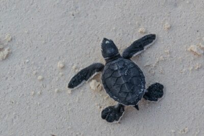 Tortue sur l'île de Mnemba à Zanzibar