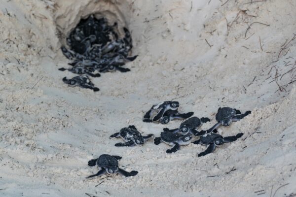 Naissance de tortues sur Mnemba Island