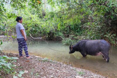 Buffle au Laos