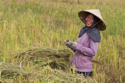 Femme dans une rizière au Laos