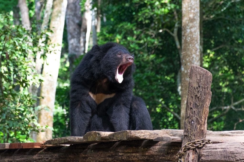 Bear rescue centre à Kuang Si