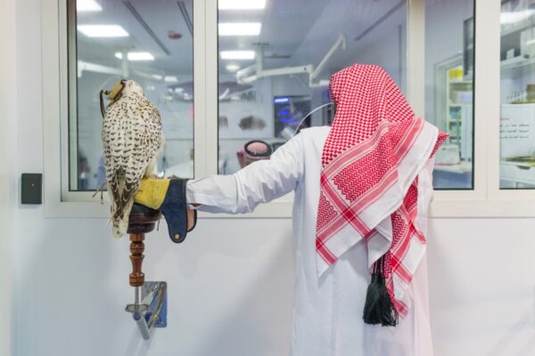 Falcon hospital de Doha