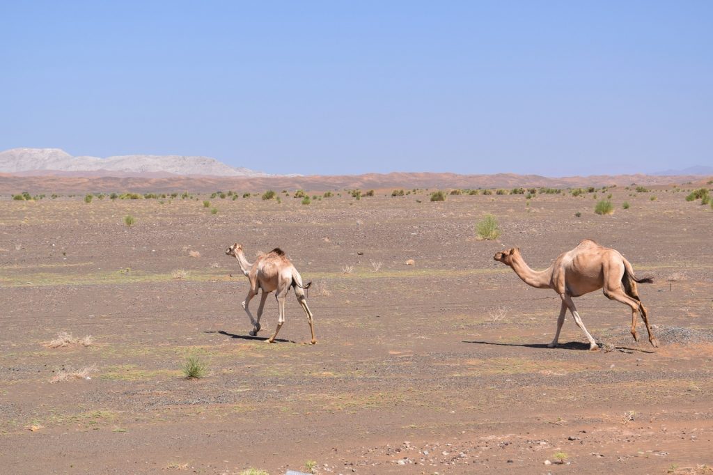 Dromadaires en bordure des Wahiba Sands à Oman