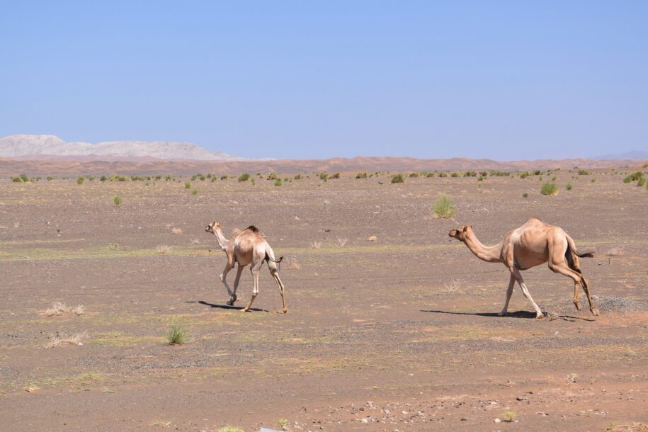 Dromadaires en bordure des Wahiba Sands à Oman