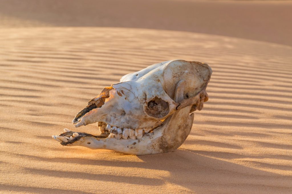 Crâne de dromadaire dans le Sahara en Mauritanie