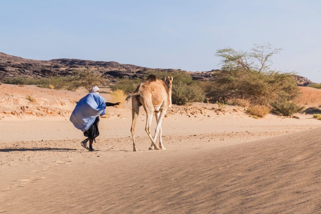 Dromadaire dans l'Adrar