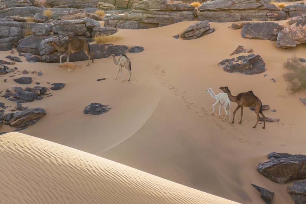 Dromadaire montant une dune en Mauritanie