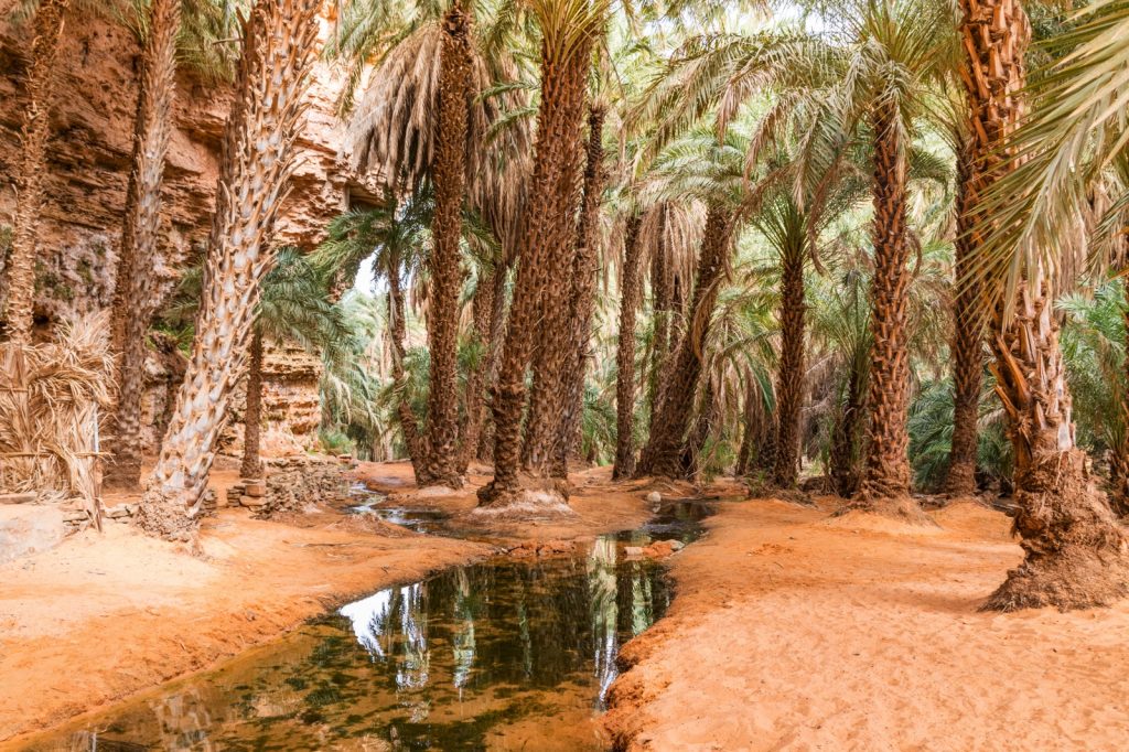 Oasis de Tergit en Mauritanie