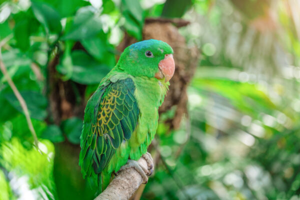 Oiseau dans le Green Planet de Dubai