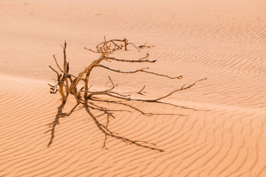 Sable et végétation