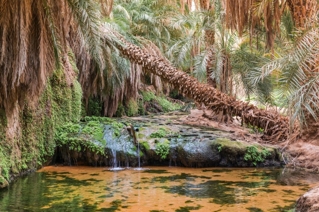 Source d'eau dans l'oasis de Tergit