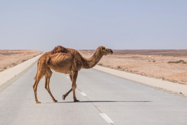 Road trip en Jordanie : dromadaire