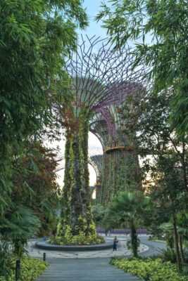 Supertree Grove aux Gardens by the Bay