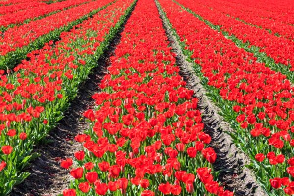 Champ de tulipe en Hollande