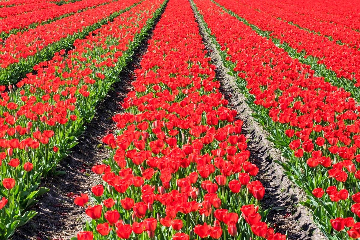 Tulipes aux Pays-Bas : où voir des champs de tulipes en Hollande ?