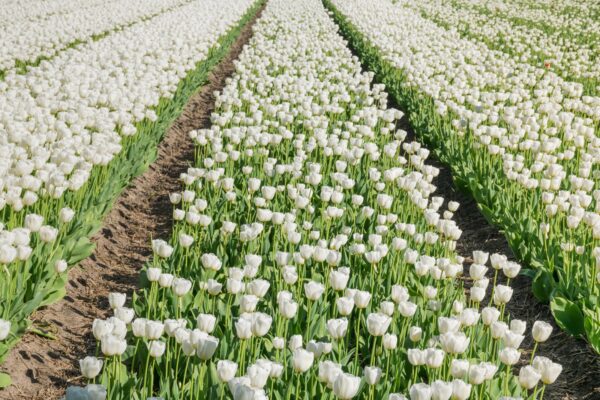 Champ de tulipe en Hollande