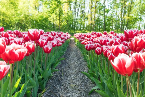 Champ de tulipe en Hollande