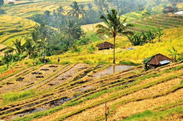 Rizière à Bali